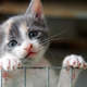 Illustration for article titled Please, we just want to enjoy the video of a lawyer who turned into a cat on Zoom